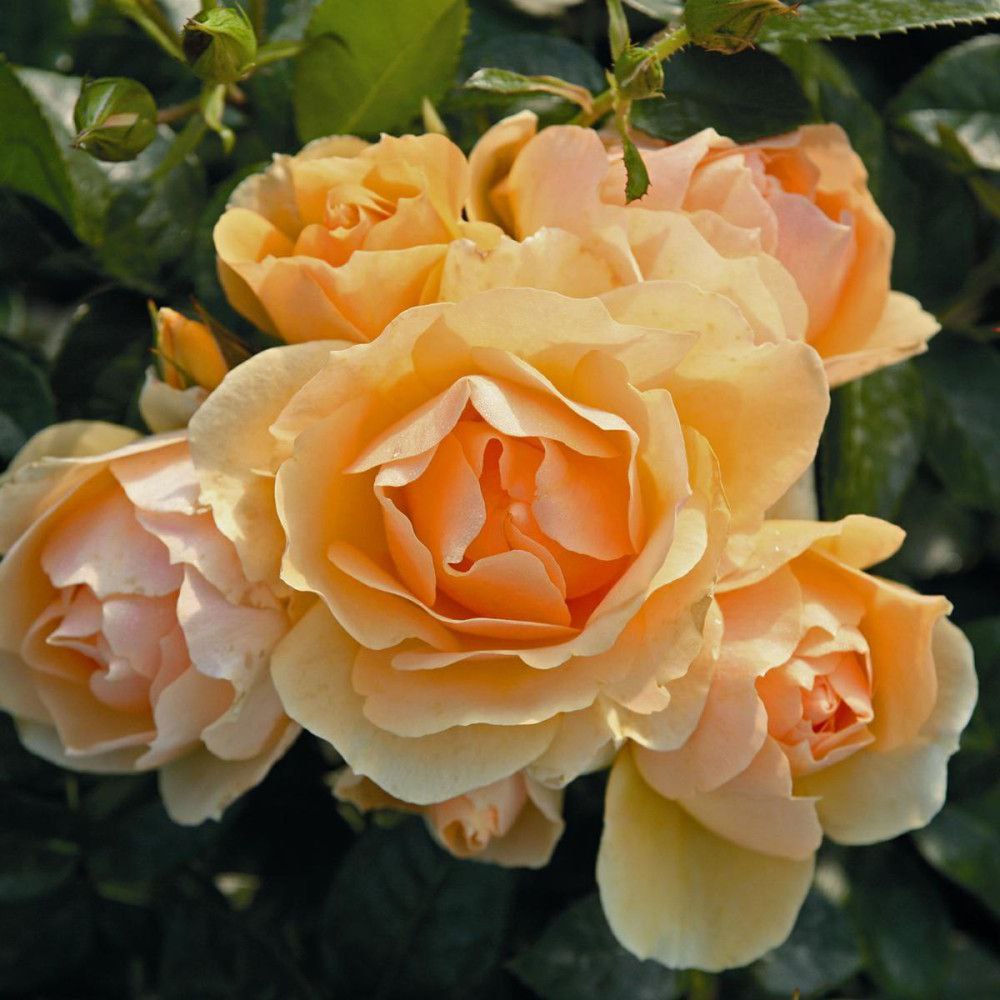 Ханзештадт Росток (Hansestadt Rostock)