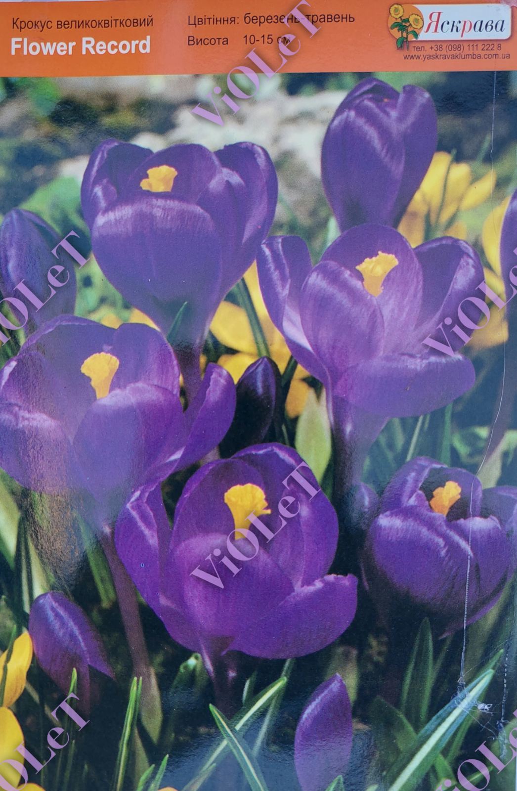 Flower Record, крокус великоквітковий, 7/8, 1 шт