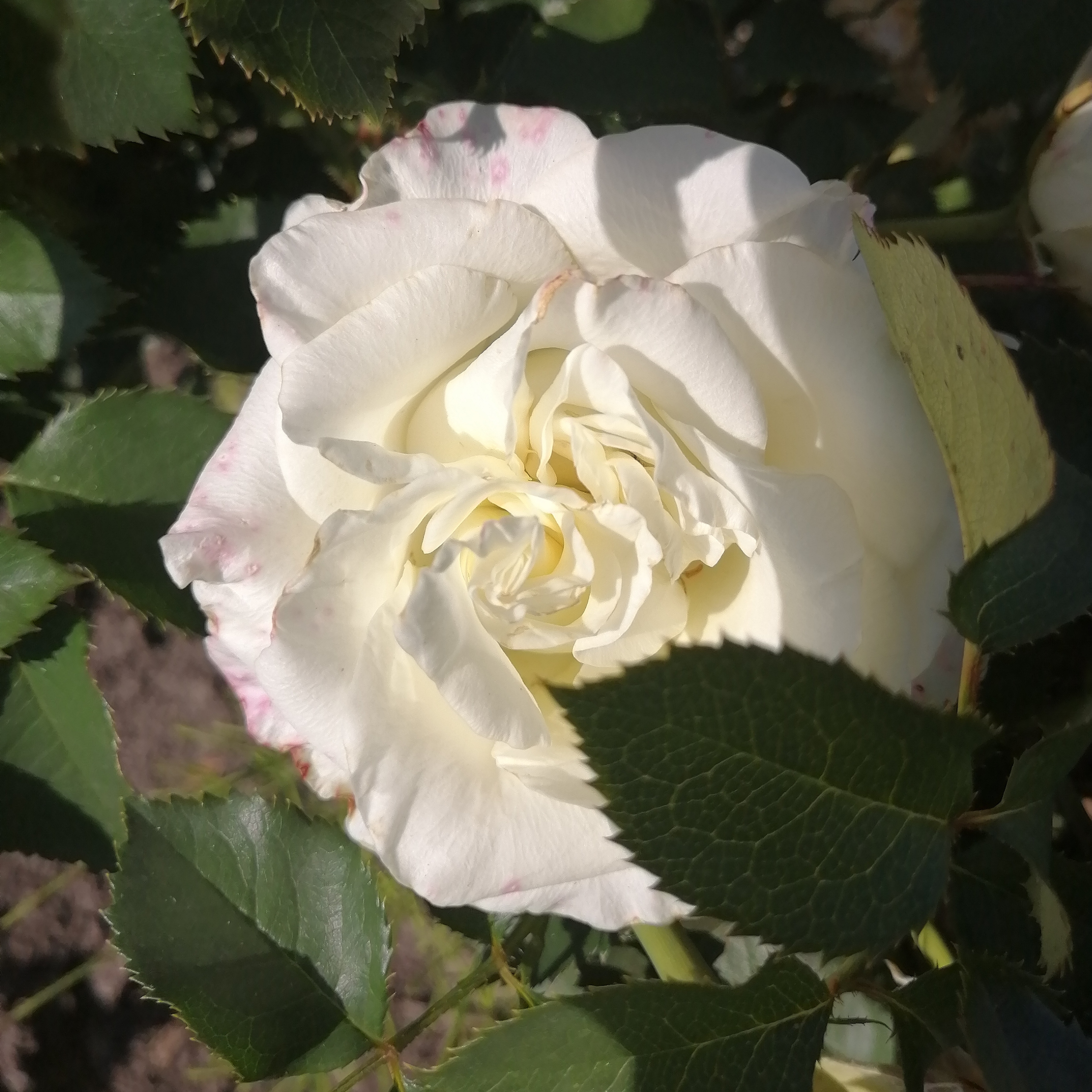 ЛЕДІ (Lady) — сучасна чайно-гібридна зрізочна троянда