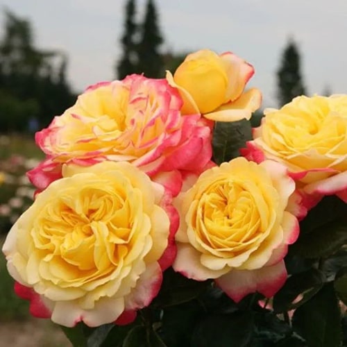 Ювілей Кордеса (Kordes Jubilee)