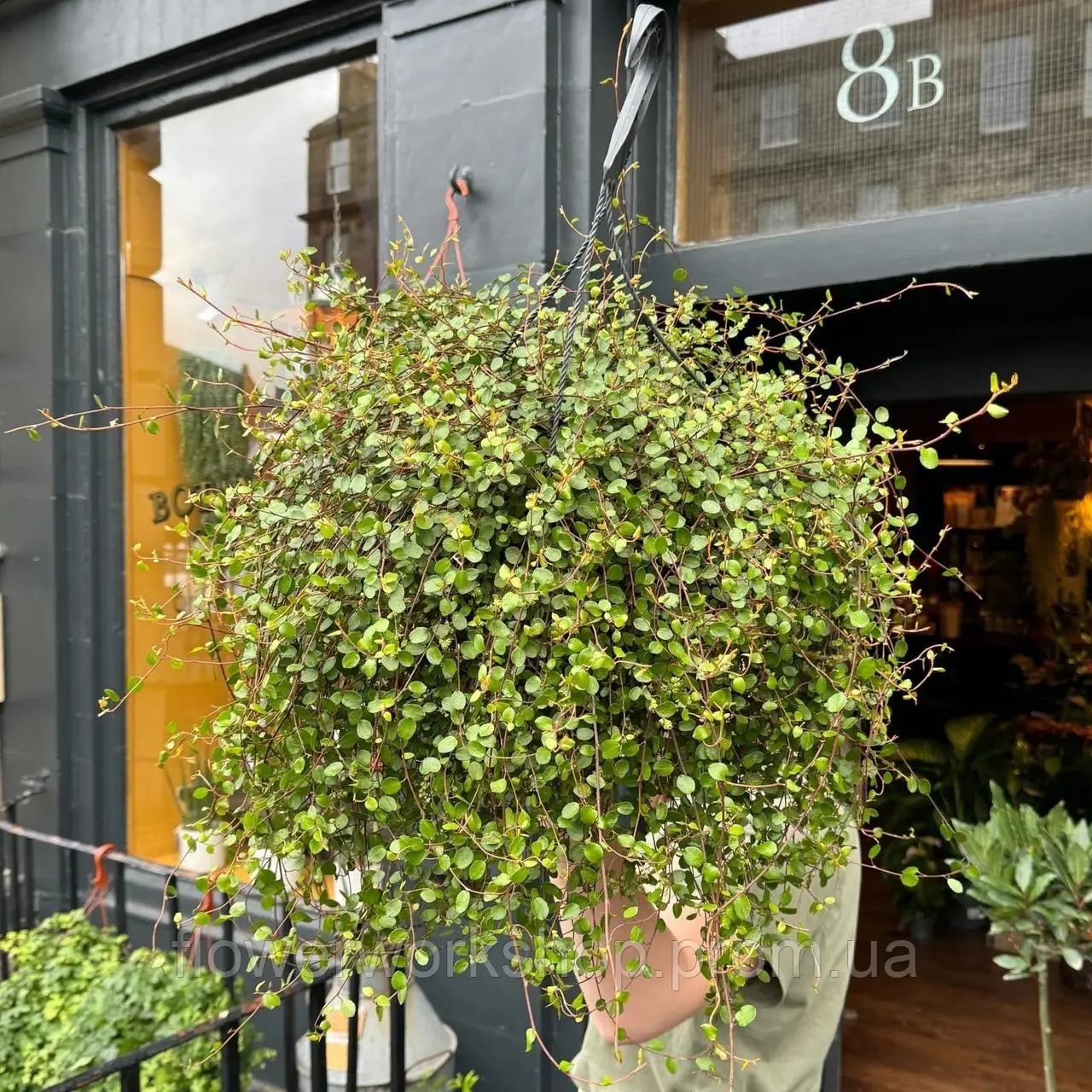 Мюленбекія Golden Girl (Касетна розсада)