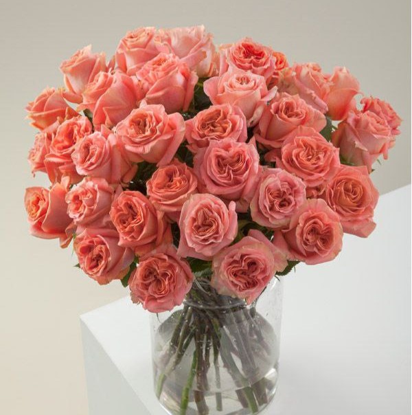 Вайлд Спіріт (Wild Spirit)