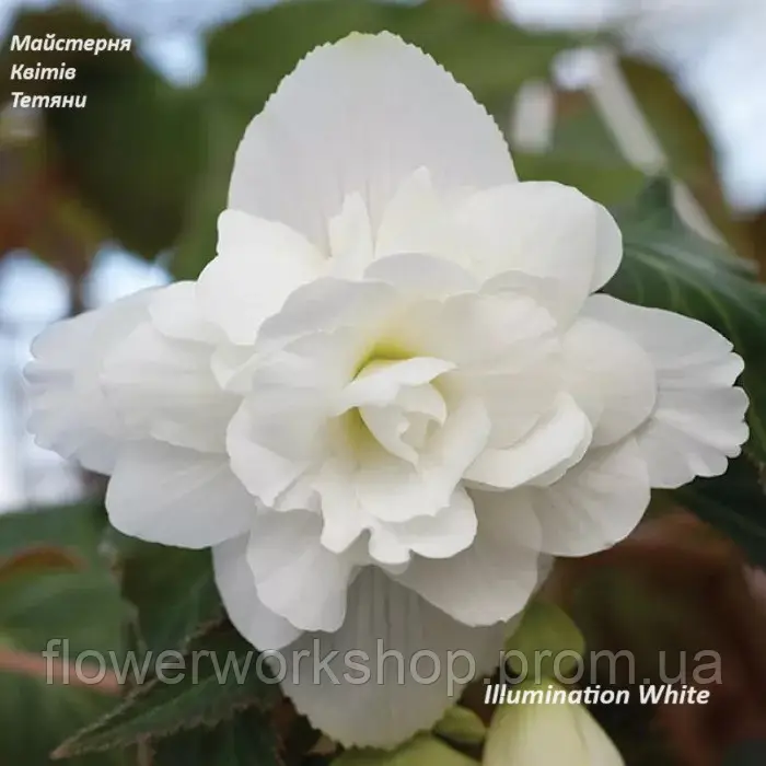 Бегонія ампельна Illumination White (касетна розсада)