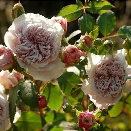 Колор оф Юпітер (Color of Jupiter)