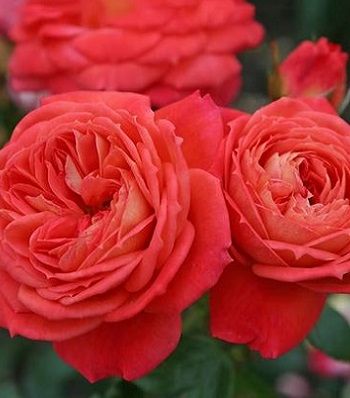 🌹 Троянда флорибунда "Queen of Hearts"