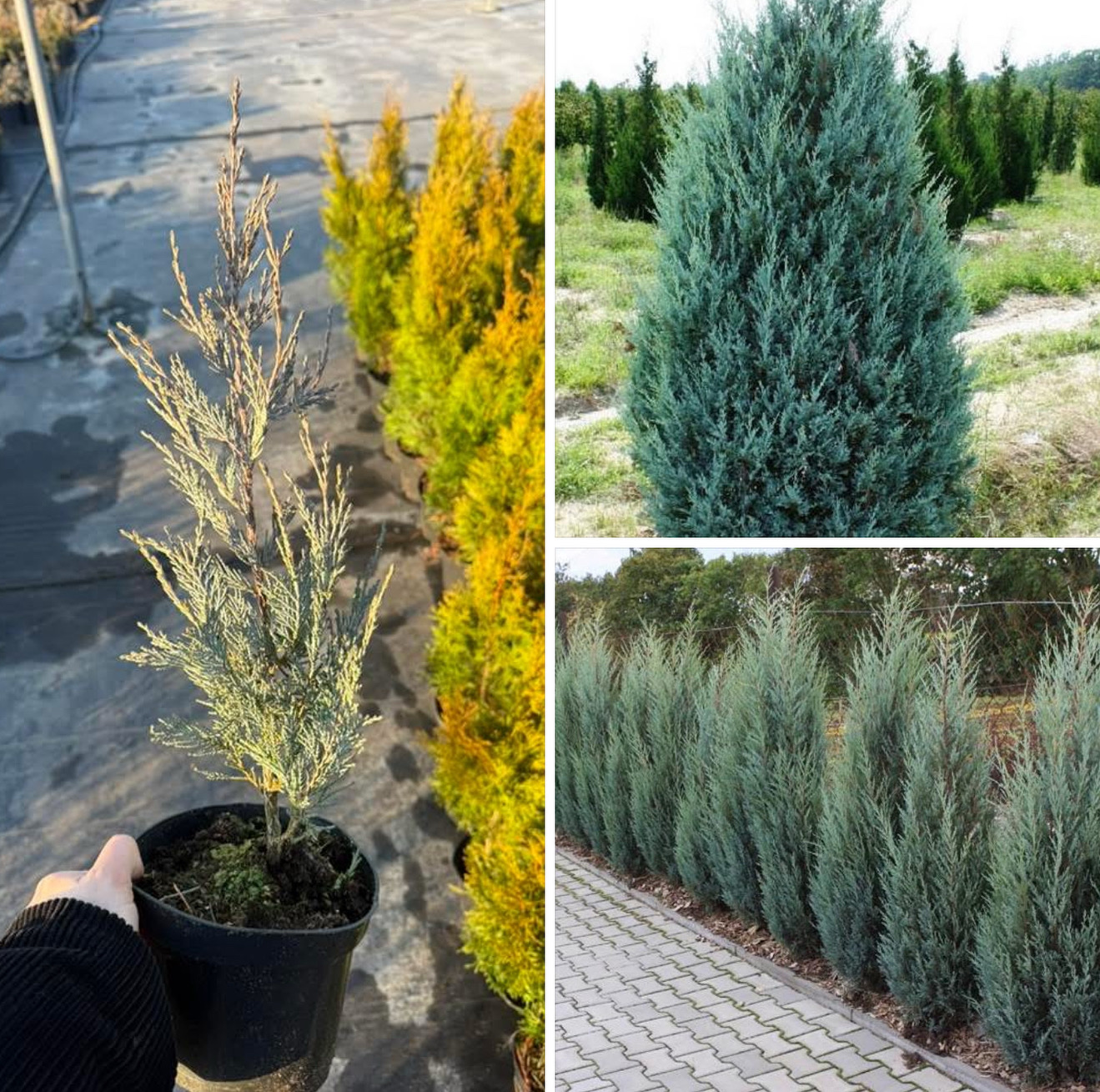 Ялівець мунглоу 1,5 л