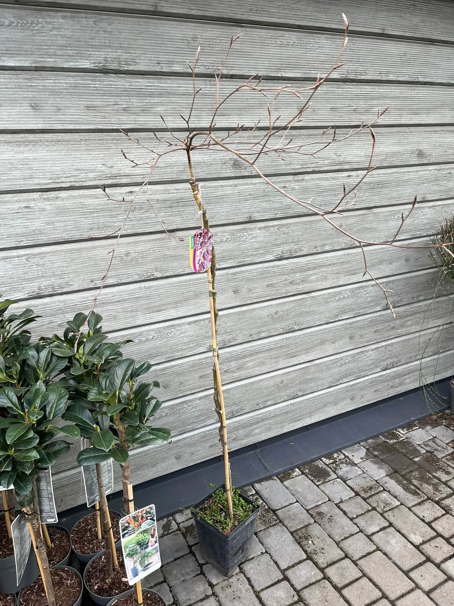 Бук лісовий на штамбі 'Тріколор' (Fagus sylvatica 'Tricolor' / 'Purpurea Tricolor')