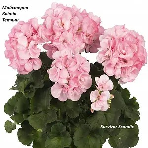 Пеларгонія Зональна Doice Vite Karet Light Pink (касетна розсада)