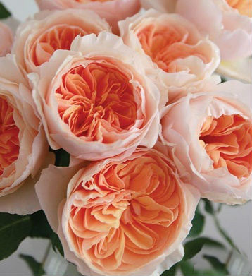 🌹 Троянда "Juliet"