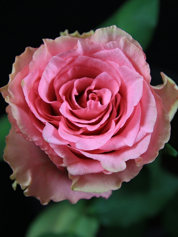 Троянда чайно-гібридна Lovely Rhodos