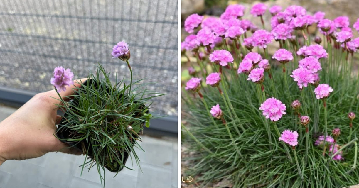 Армерія приморська рожева