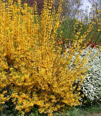 🌼 Форзиція "Spectabilis"