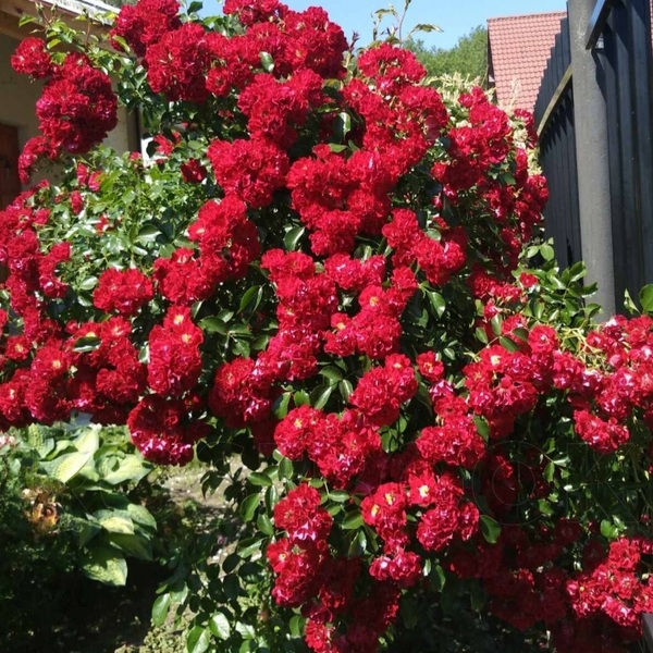 Рамблінг Розі — Rambling Rosie