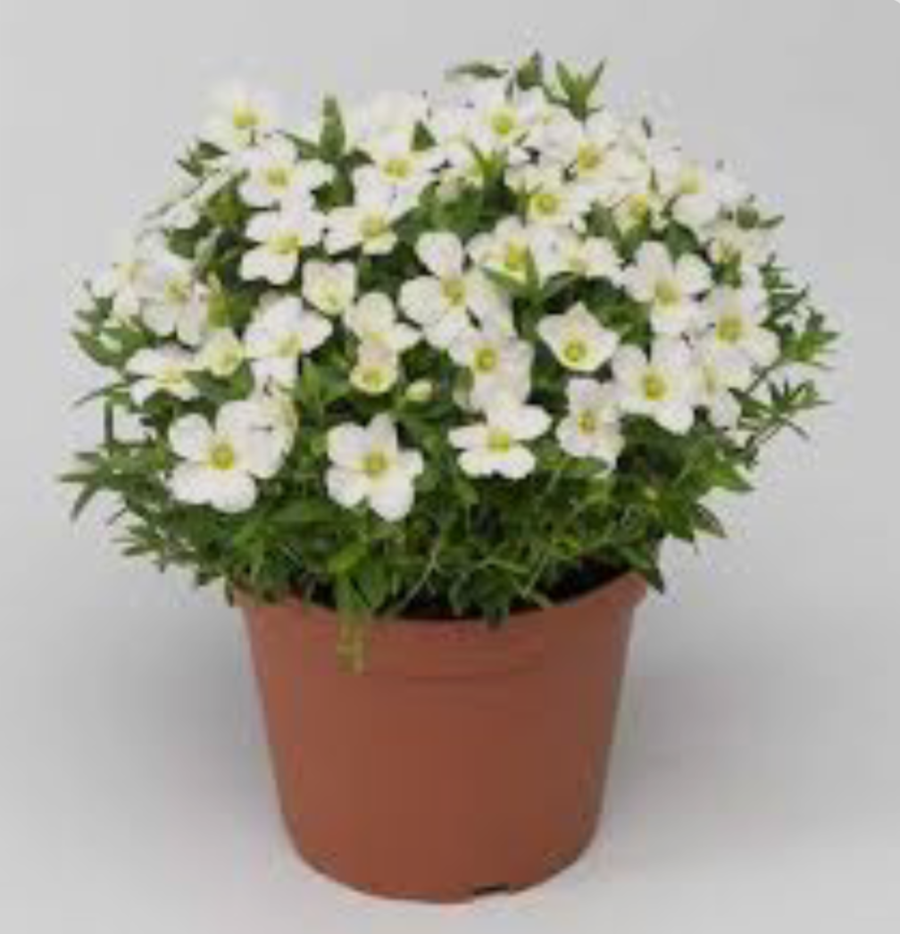 Аренарія Блізард Вайт (Blizzard White) в горщику р.10