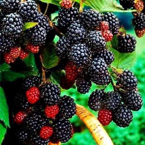 Малина Мак Блек