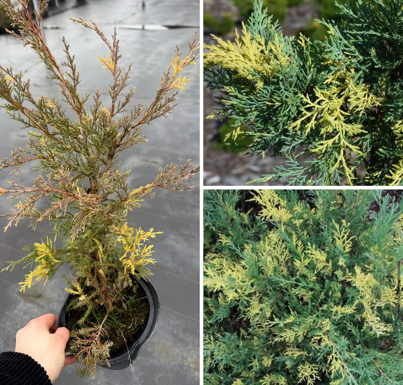 Ялівець блю енд Голд