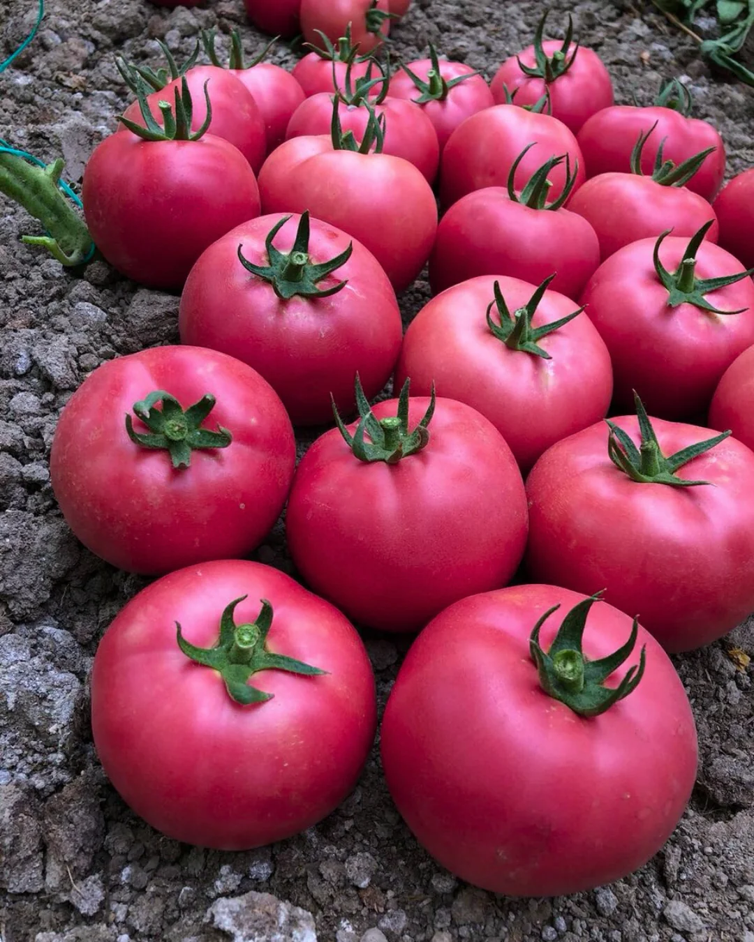 Томат Рожевий Сім  Сім  (EZ 777)