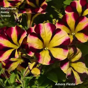 Петунія Amore Fiesta (касетна розсада)