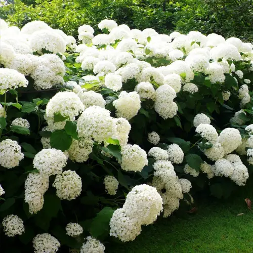 🌸 Гортензія Анабель (Hydrangea arborescens 'Annabelle')