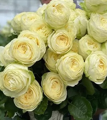 🌹 Троянда "Pure Blonde"