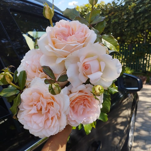 Чандос Б'юті (Chandos Beauty)