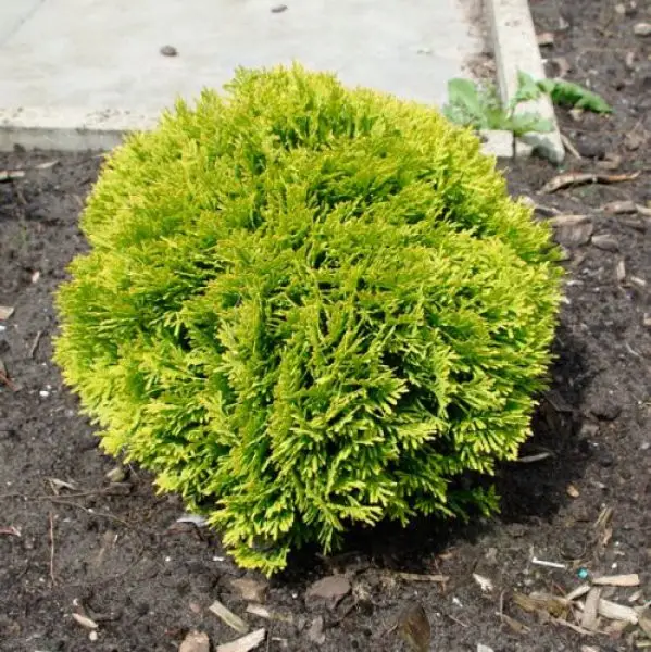 🌲 Туя Міріям (Thuja occidentalis 'Mirjam')