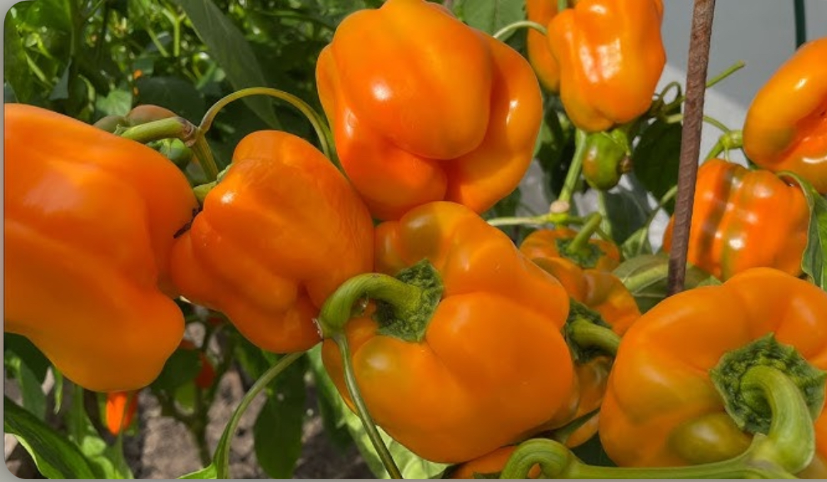 Перець Помаранчевий квадрат 0,2 г PL (АМ)