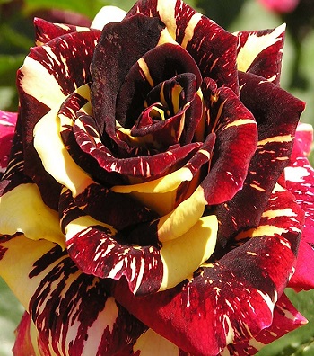 🌹 Троянда чайно-гібридна "Абракадабра"