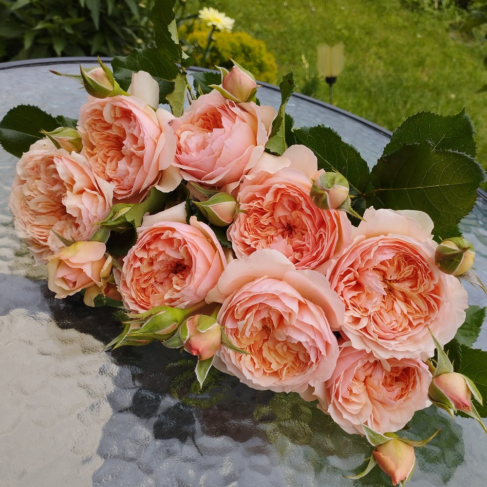 Масора (Masora)