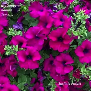 Петунія Surfinia Purple (касетна розсада)