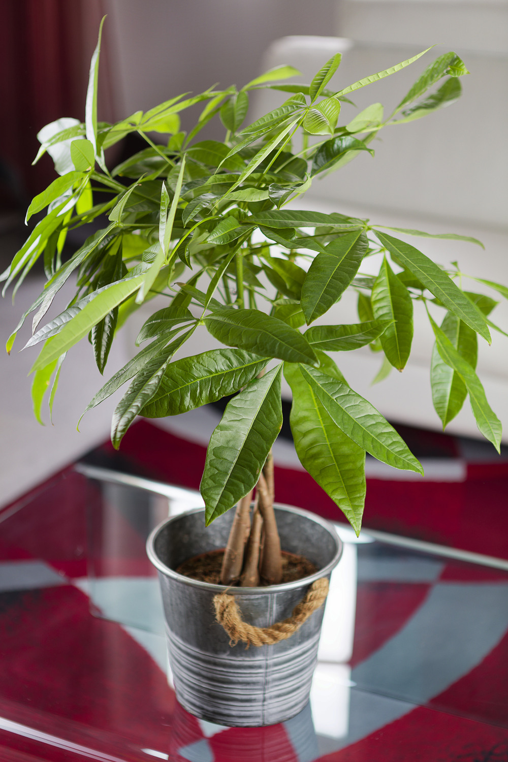 Pachira aquatica / Pachira plante d'intérieur