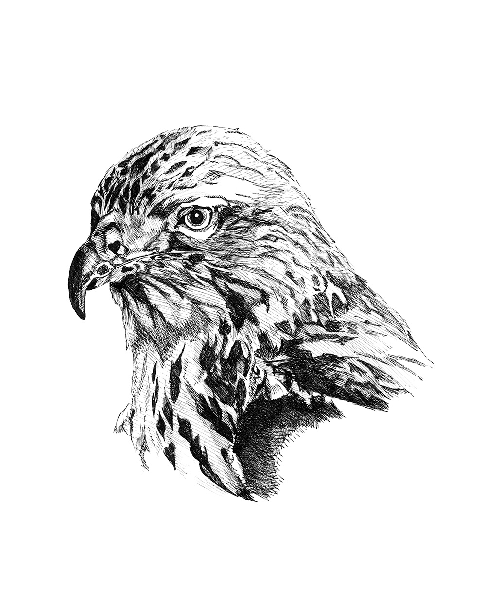 Falcon