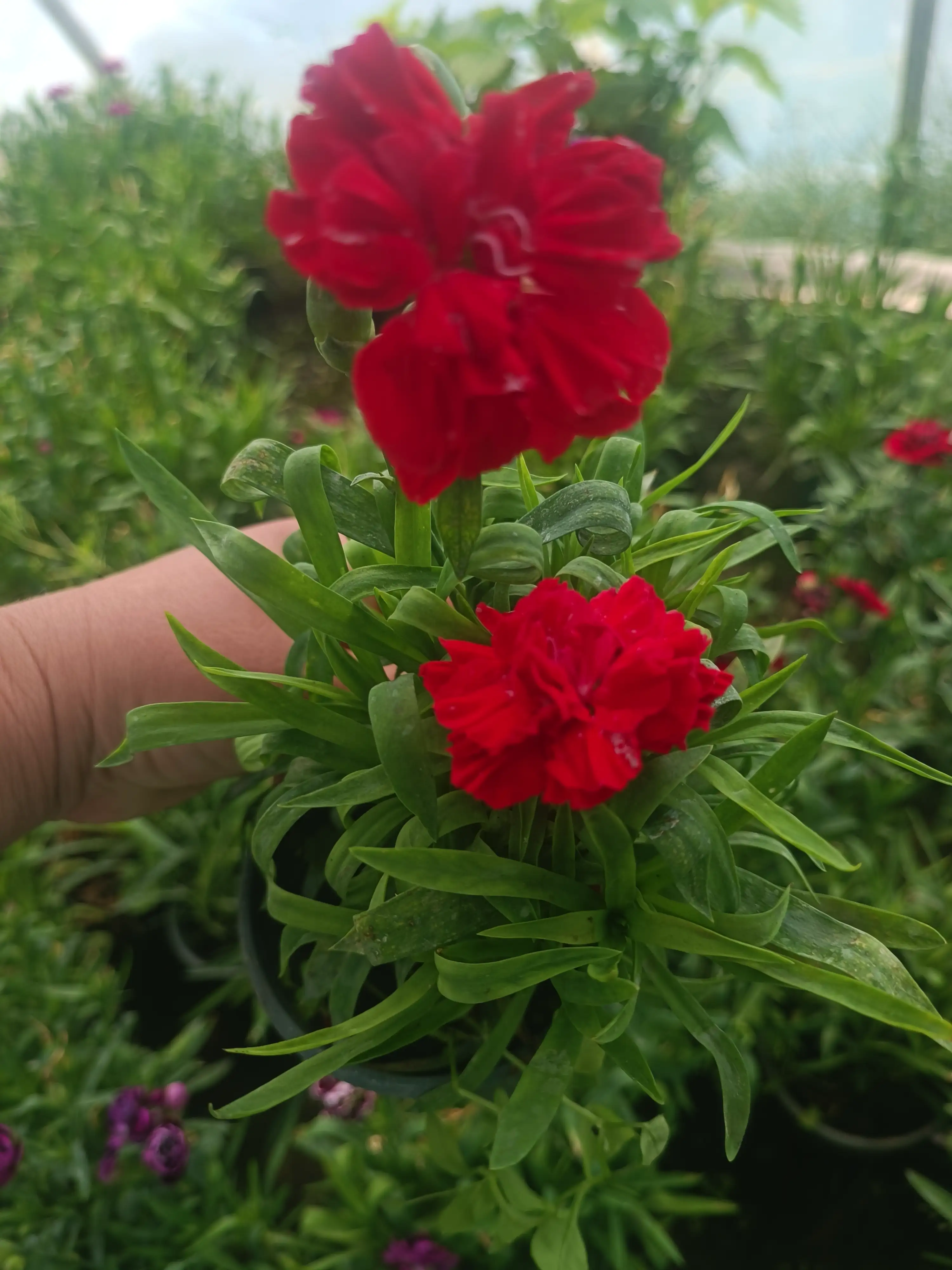 Гвоздика багаторічна Oscar Red (в горщику р.9)