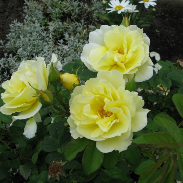 Гелб Дагмар Хастурп — Gelbe Dagmar Hastrup (ругоза)