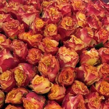 Савера (Savera)