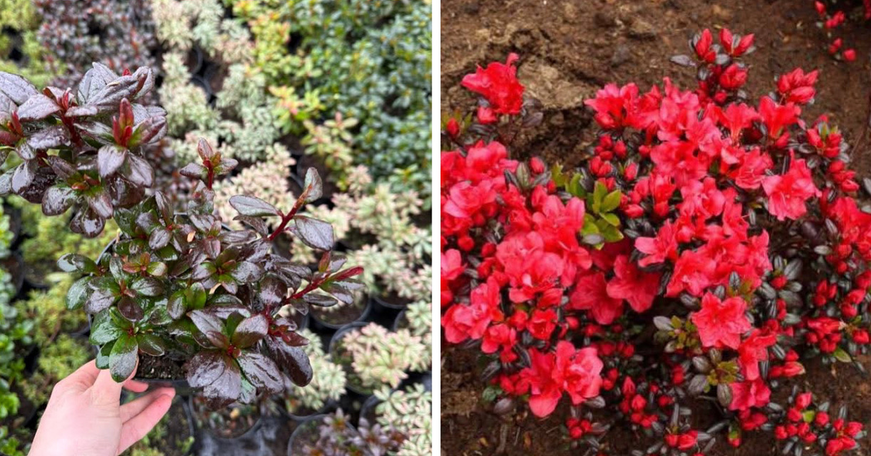 Азалія марушка