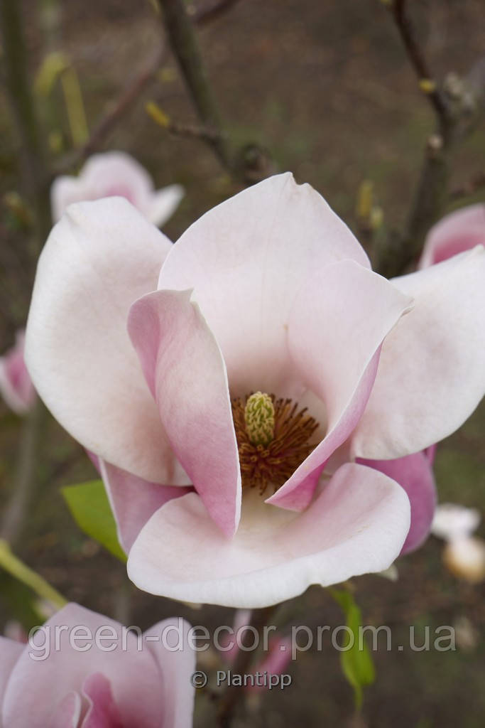 Магнолія Суланжа ‘Cameo’ / Magnolia soulangeana ‘Cameo’/ h 160