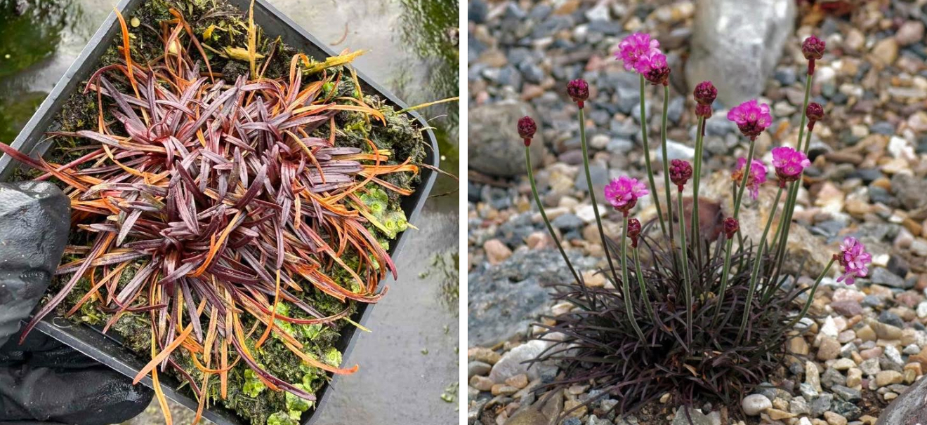 Армерія везувіана р9