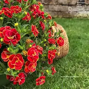 Калібрахоа Superbells Double Redstone (касетна розсада)