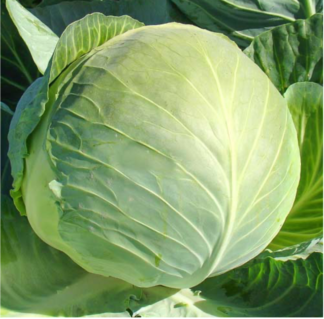 Капуста Харківська зимова 5 г UA (АгроМайс)