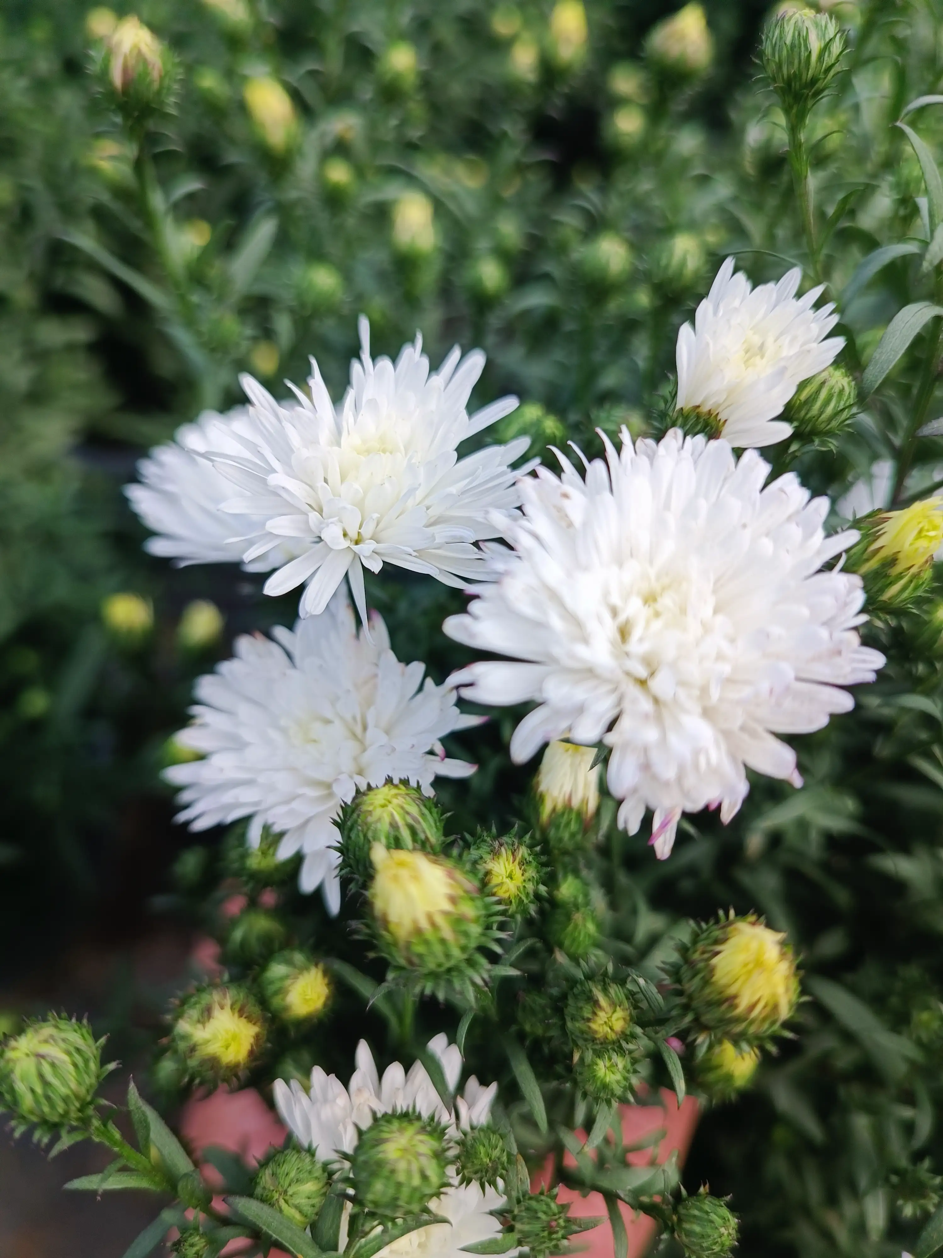 Айстра Showmakers Arctic White в горщику р.12