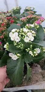 Каланхое білого кольору (в горщику р.12)