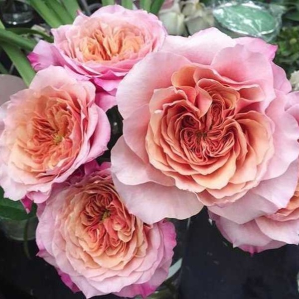 Міябі — Miyabi