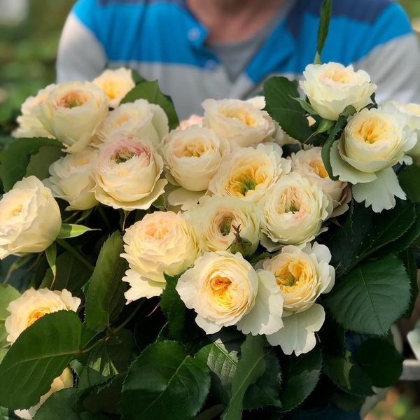 Роял Парк — Royal Park