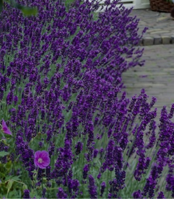 🌸 Лаванда вузьколиста "Dark Hidcote Blue" (Lavandula angustifolia "Dark Hidcote Blue")