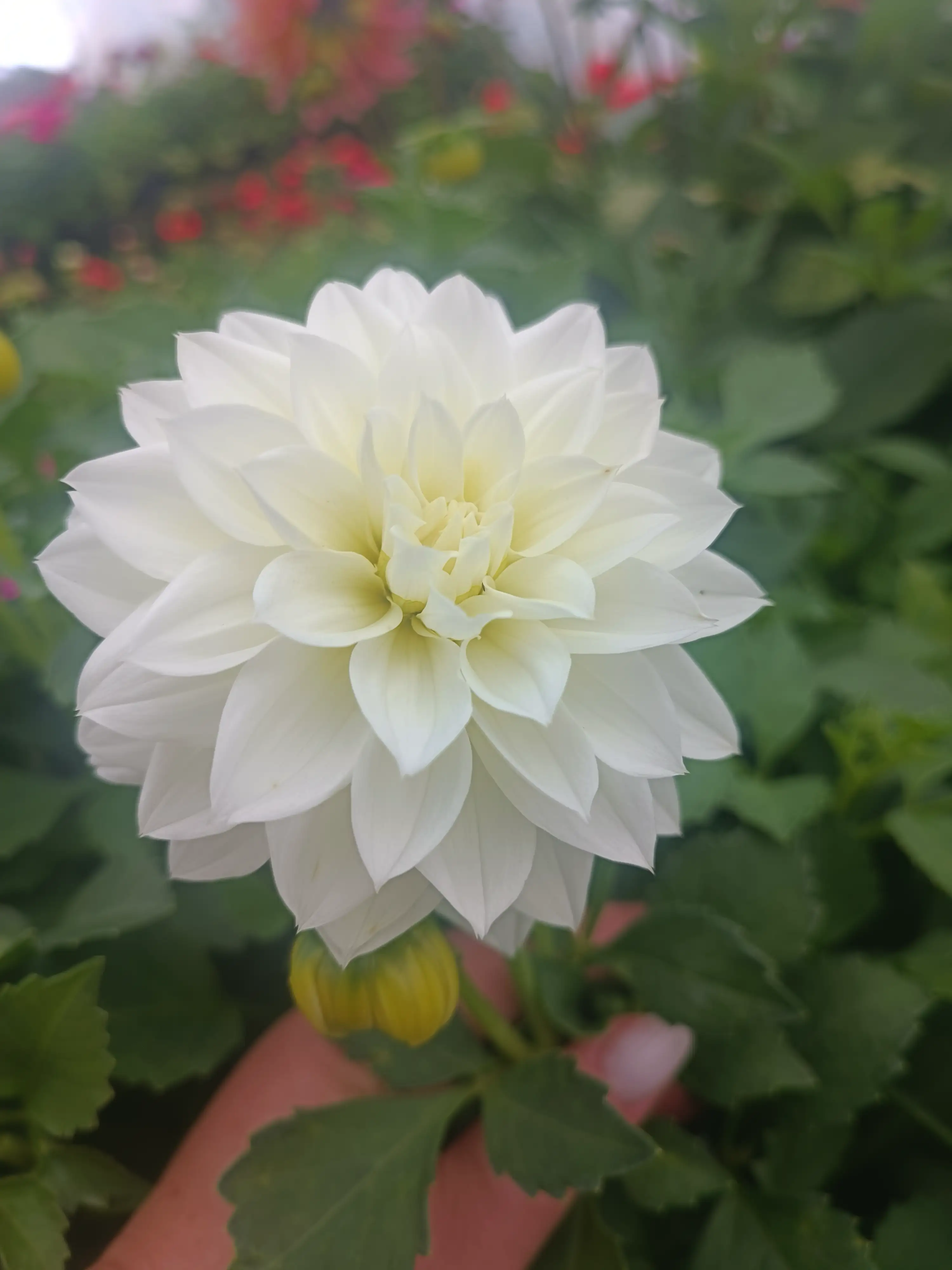 Жоржина Dalina Maxi Lopez White (касетна розсада)