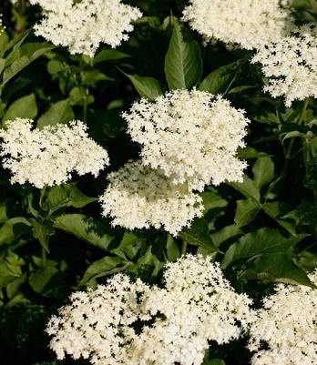 🌿 Бузина чорна "Obelisk"