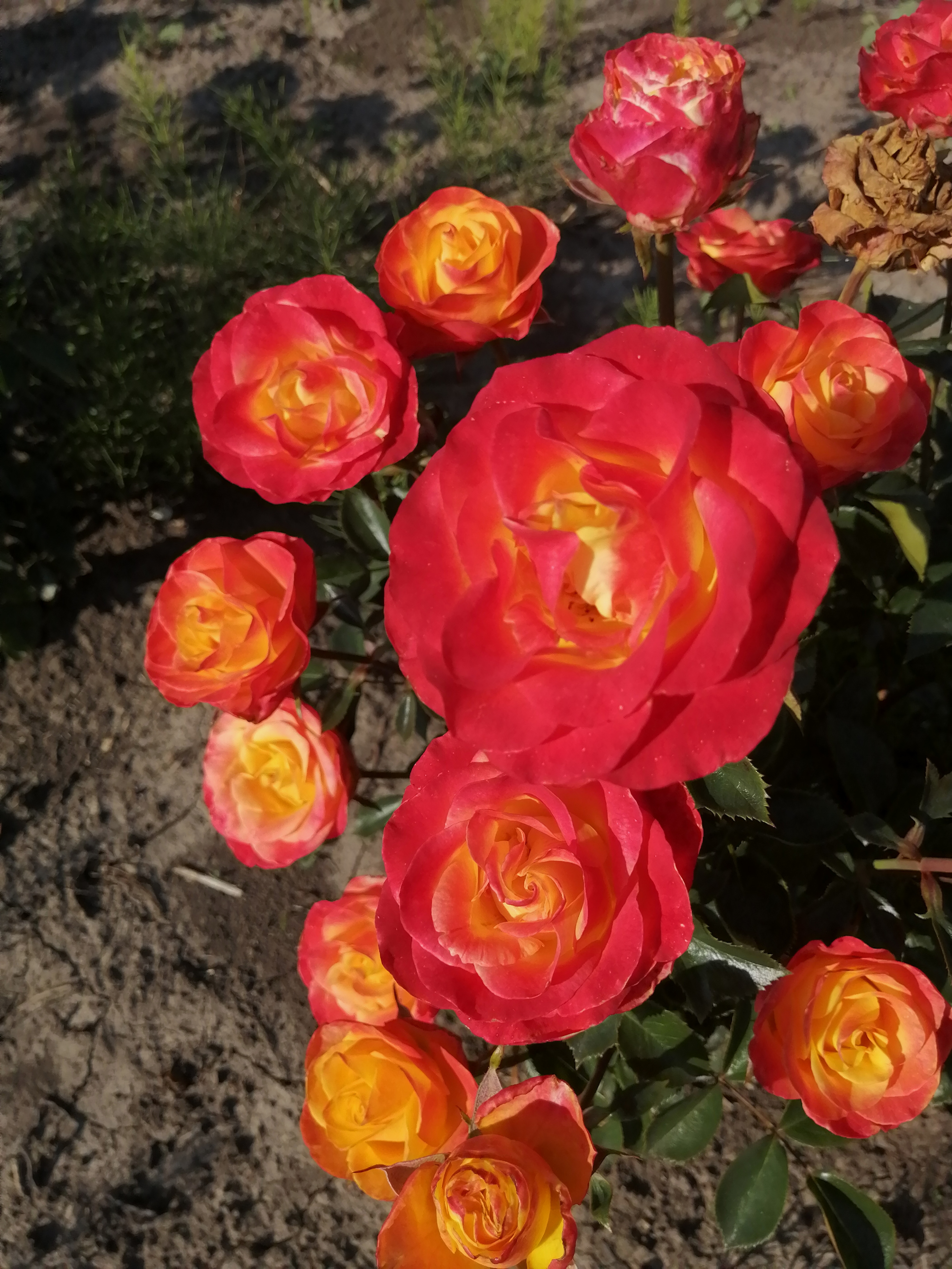 Сансет Експрешн (Sunset Expression) ч/г