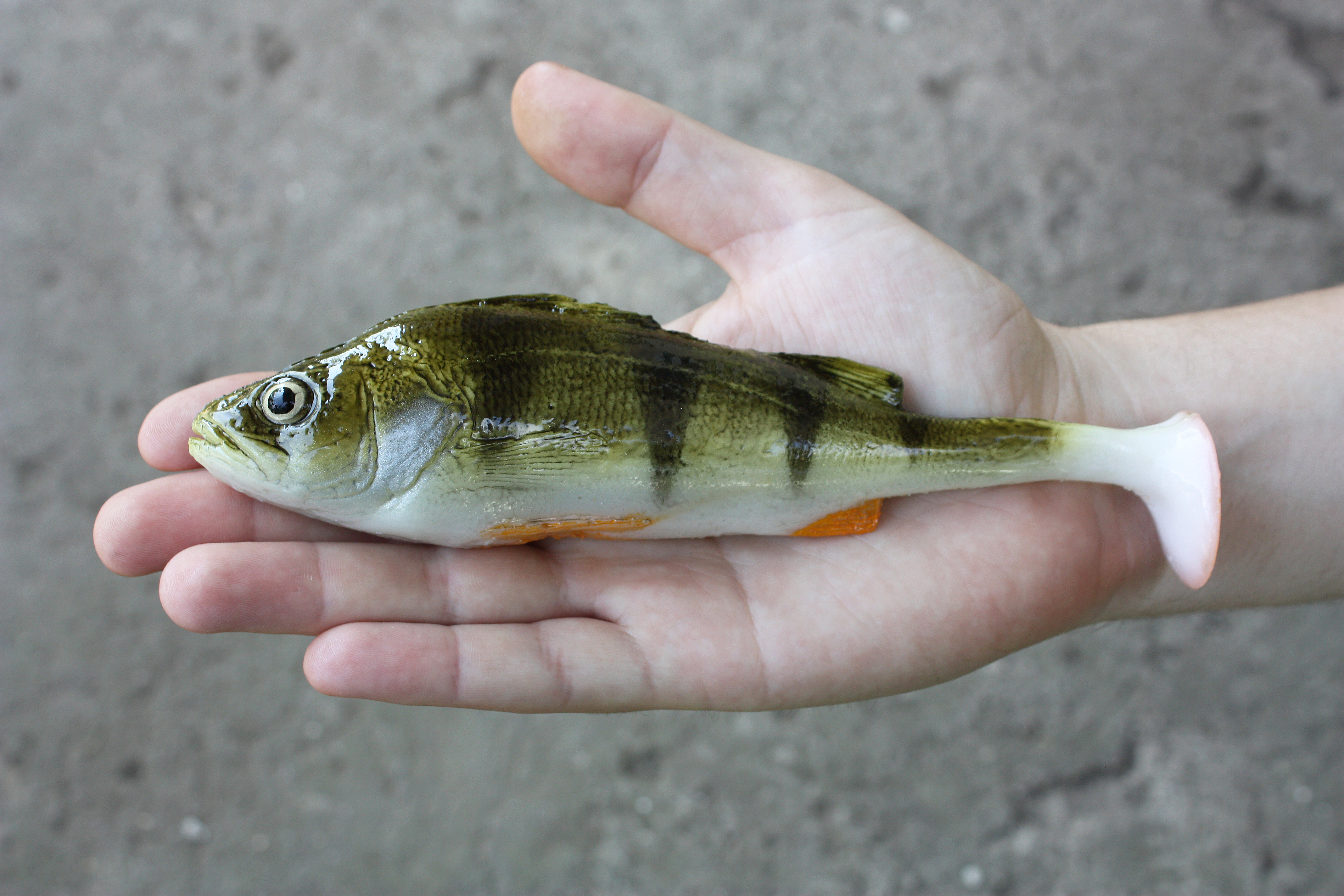 A&S Boss Perch 7.5