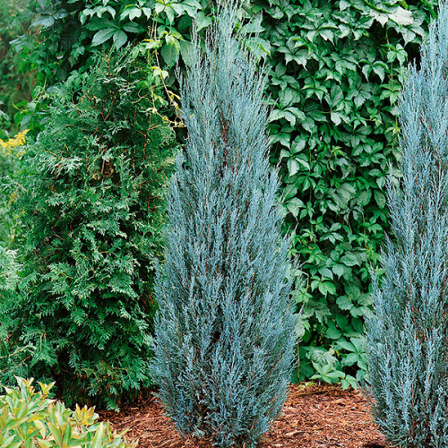 Ялівець скельний Blue Arrow